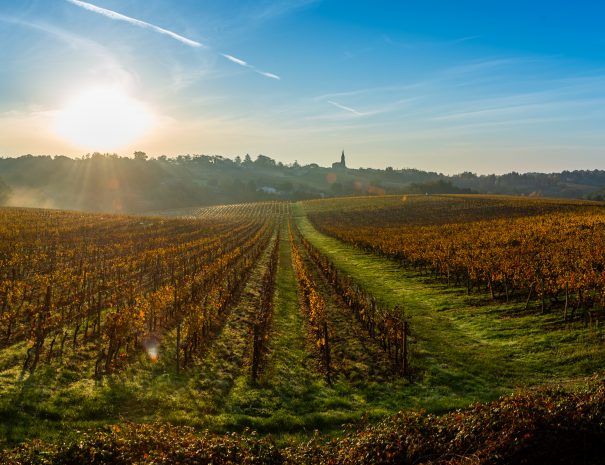 Sunset landscape and smog in bordeaux wineyard, Gironde, france, europe