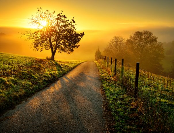 Idyllic rural landscape on a hill with a tree on a meadow at sunrise, a path leads into the warm gold light
