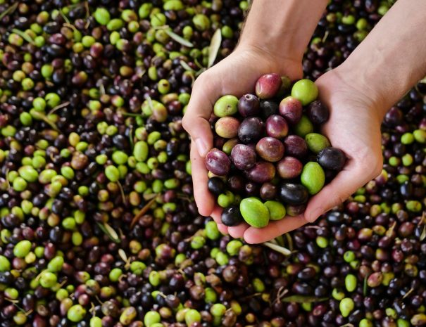 113632856 - farmer keeps the heap of olives that have just fallen from the tree for the production of extra virgin olive oil produced in italy to control the quality. concept of: italian tradition, bio.
