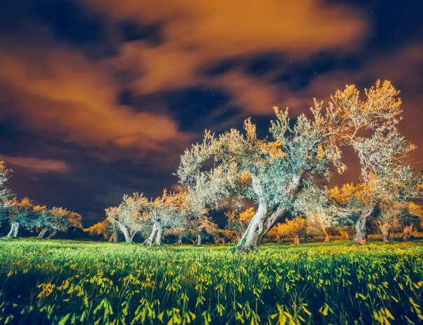 Fantastic views of the garden under the moonlight. Mediterranean climate. Dramatic and picturesque scene. Location: Sicily island, cape Milazzo, Italy, Tyrrhenian sea. Artistic picture. Beauty world.