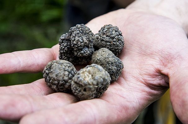 residence_gold_istra_bl2_truffle