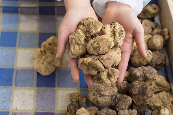 residence_gold_istra_wh3_truffle